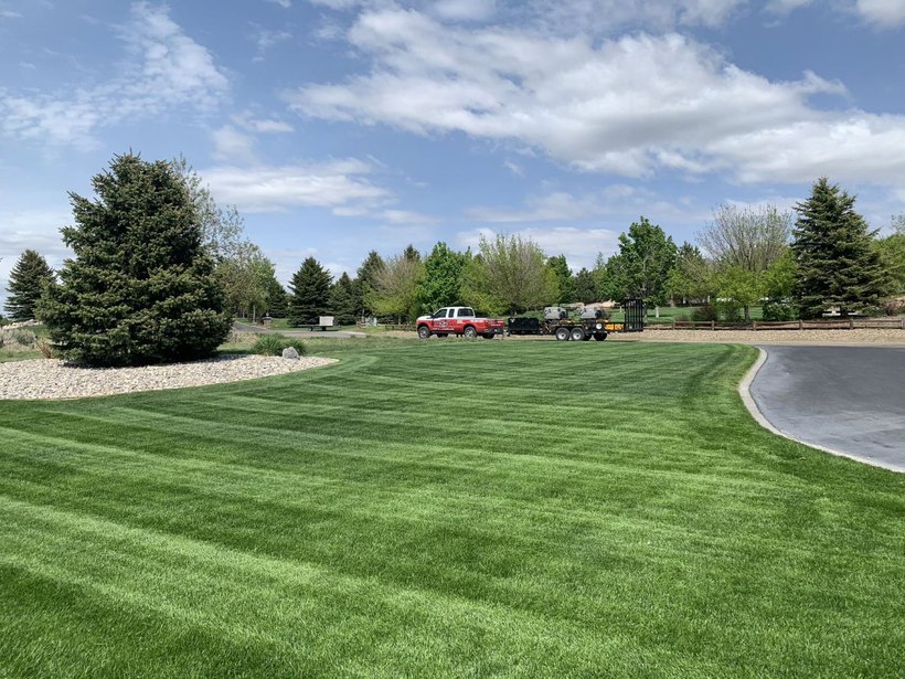 Open green lawn and trees on a sunny day